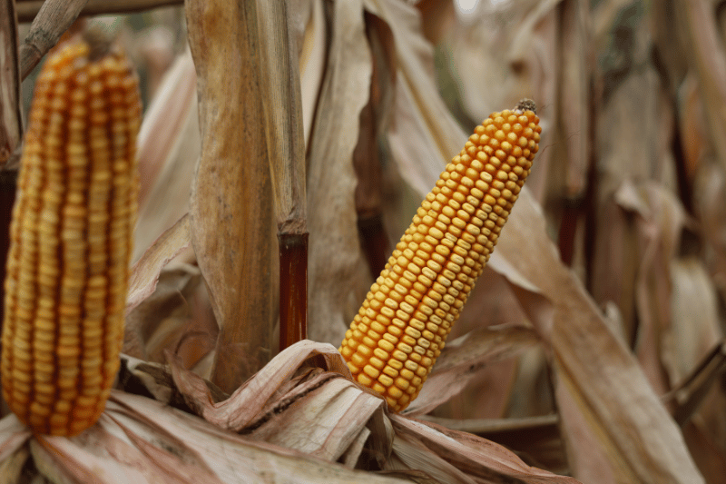 #IBARAMA#KUKURYDZA#LIDEA