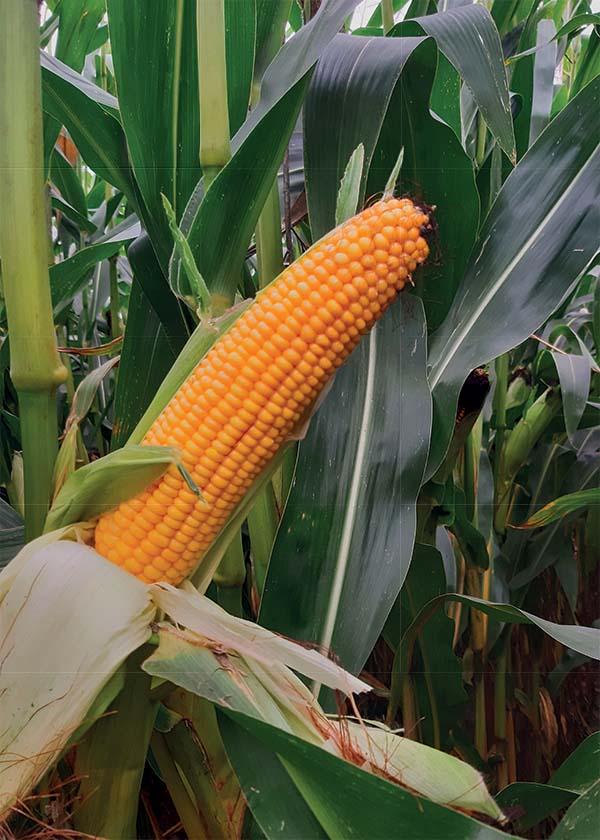 #KUKURYDZA#SOREMI#CAUSSADE#LIDEA#ZIARNO#KISZONKA